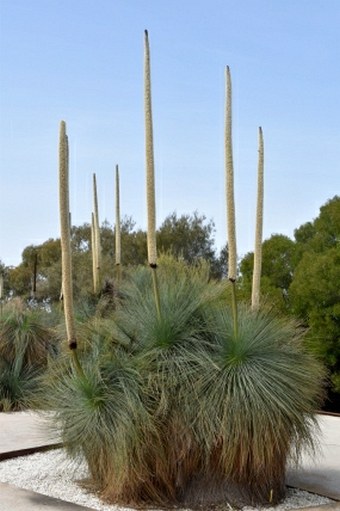 Xanthorrhoea glauca