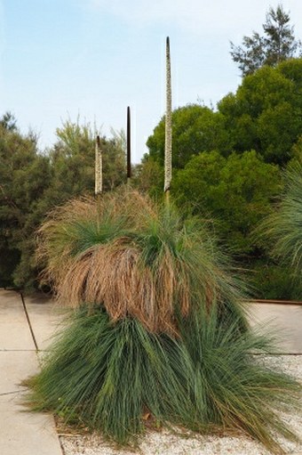 Xanthorrhoea glauca