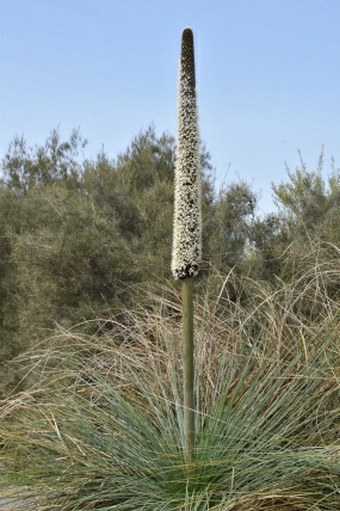 Xanthorrhoea glauca