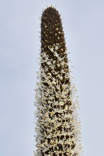 Xanthorrhoea glauca