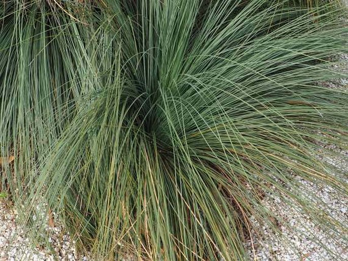 Xanthorrhoea glauca