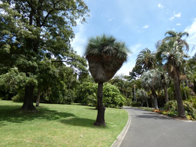 Xanthorrhoea malacophylla