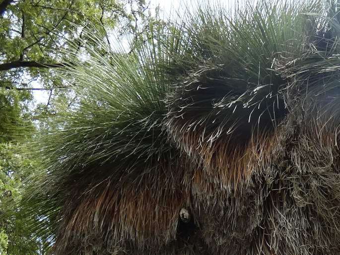 Xanthorrhoea malacophylla