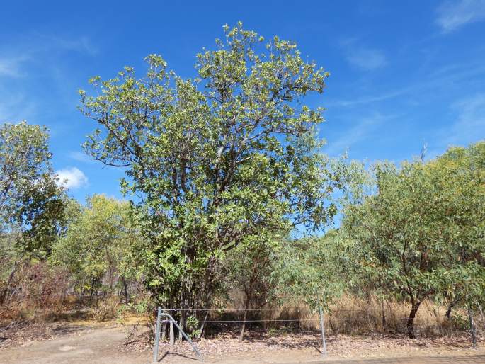 Xanthostemon paradoxus