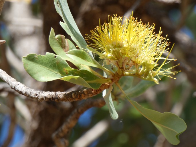 Xanthostemon paradoxus