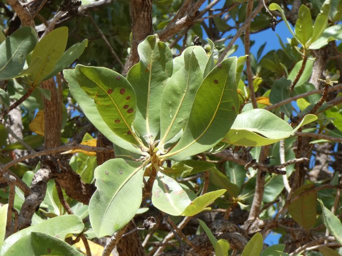 Xanthostemon paradoxus