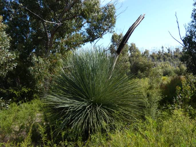 Xanthorrhoea semiplana