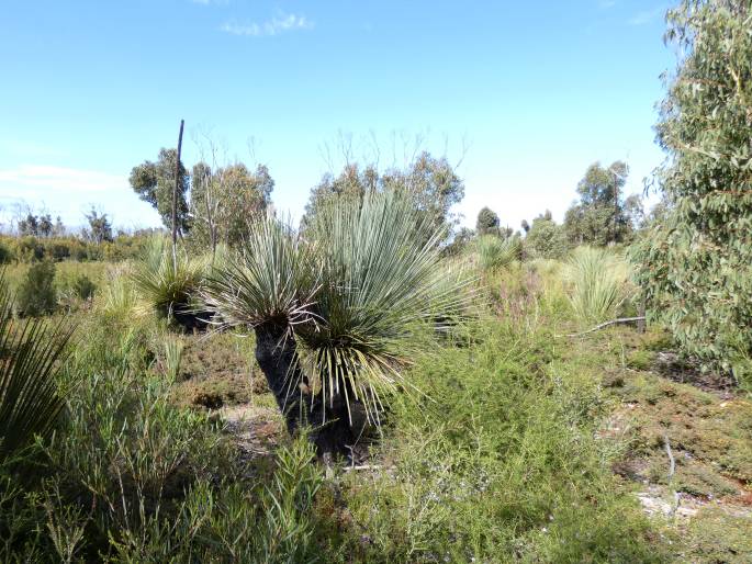 Xanthorrhoea semiplana