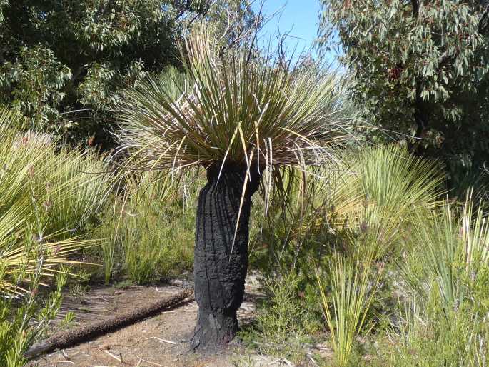 Xanthorrhoea semiplana