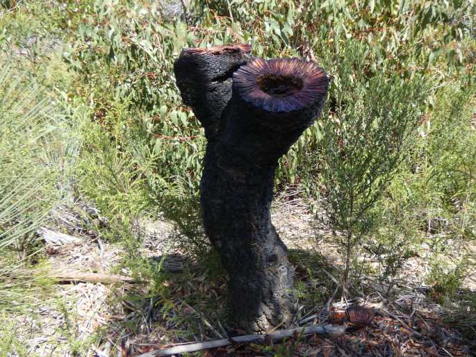 Xanthorrhoea semiplana