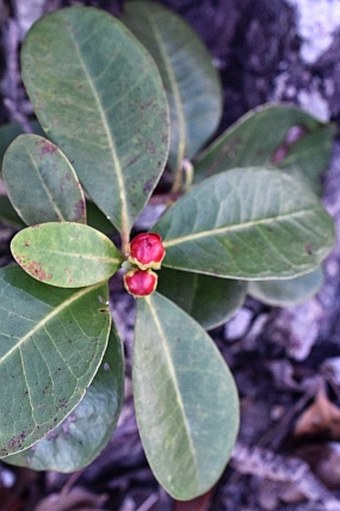 Xanthostemon speciosus