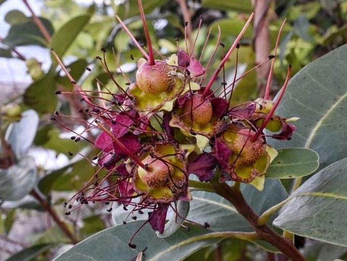 Xanthostemon speciosus