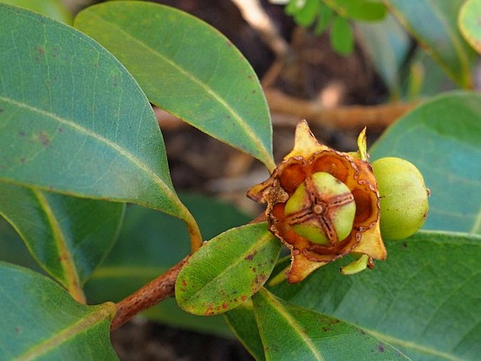 Xanthostemon speciosus