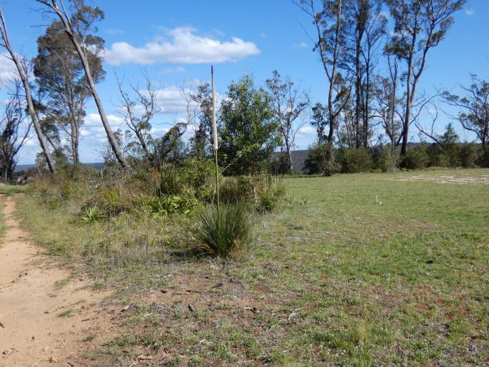 Xanthorrhoea resinosa