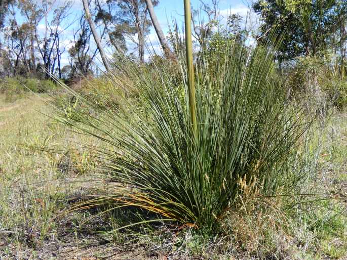 Xanthorrhoea resinosa