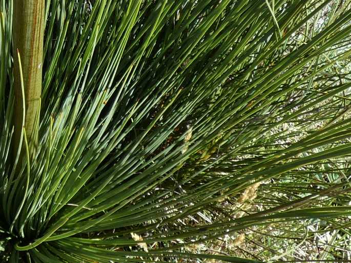 Xanthorrhoea resinosa