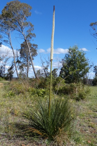 Xanthorrhoea resinosa