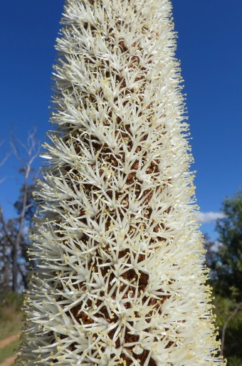 Xanthorrhoea resinosa