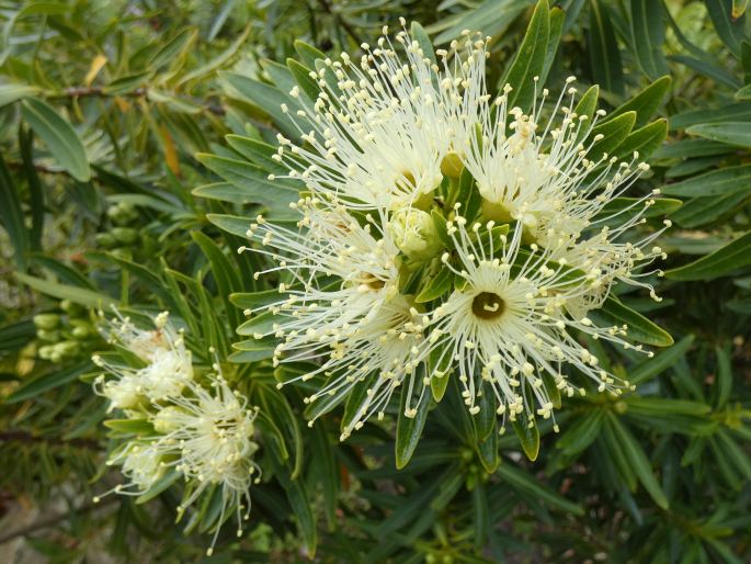 Xanthostemon verticillatus