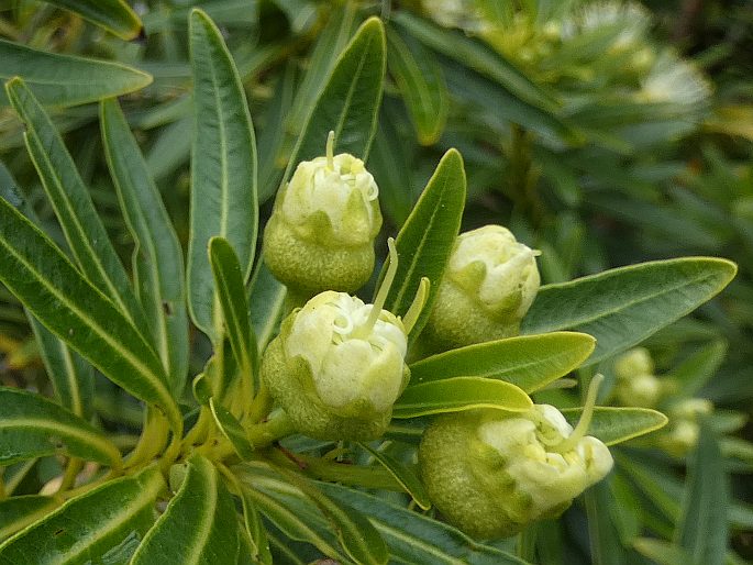 Xanthostemon verticillatus