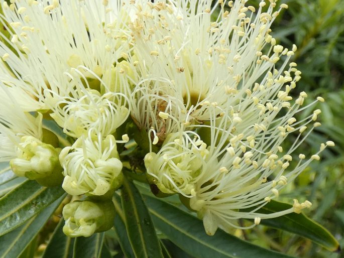 Xanthostemon verticillatus