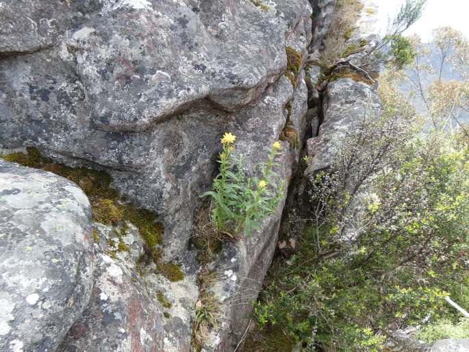 Xerochrysum bracteatum