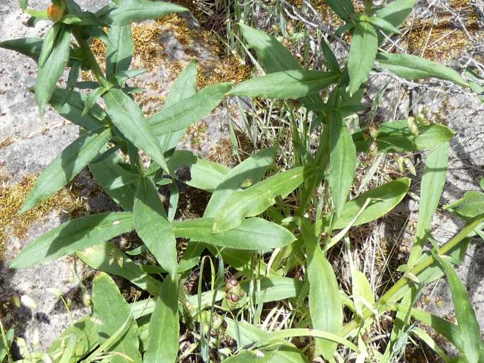 Xerochrysum bracteatum