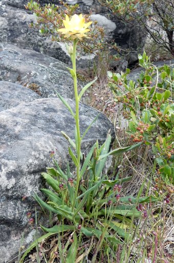 Xerochrysum bracteatum