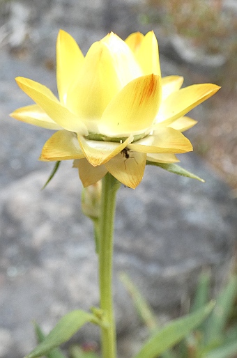 Xerochrysum bracteatum