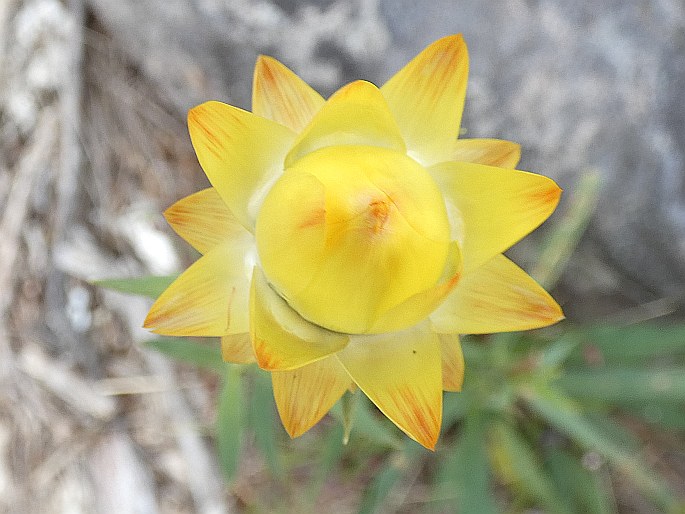 Xerochrysum bracteatum