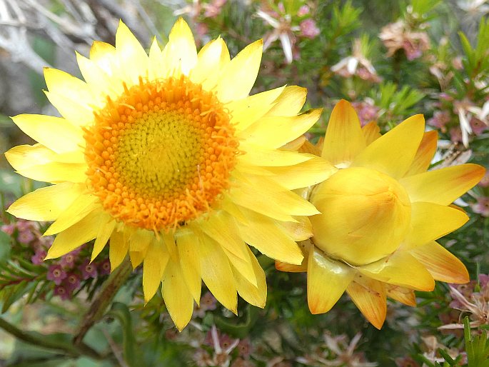 Xerochrysum bracteatum