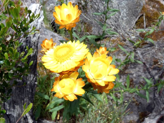 Xerochrysum bracteatum