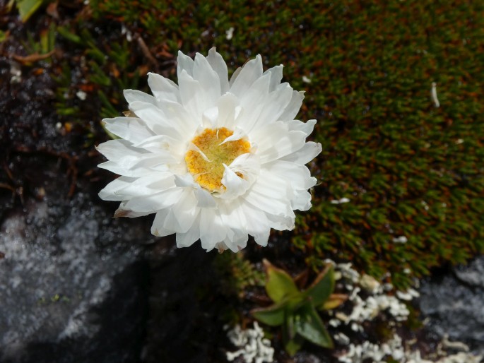 Xerochrysum milliganii