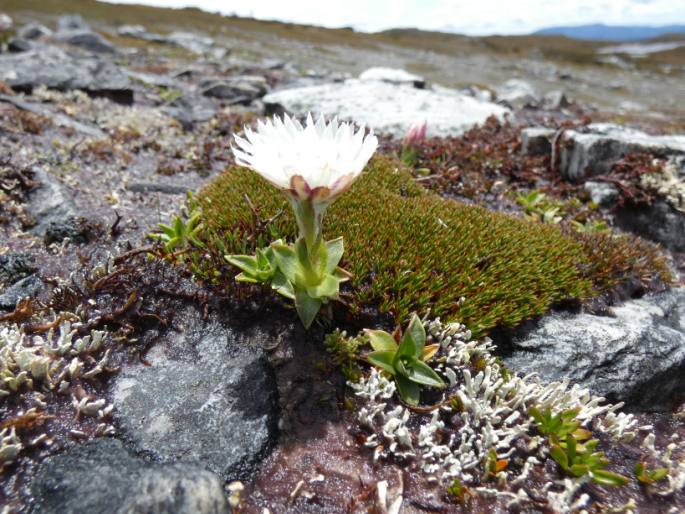 Xerochrysum milliganii