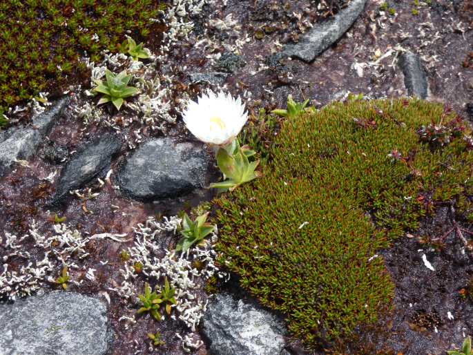 Xerochrysum milliganii