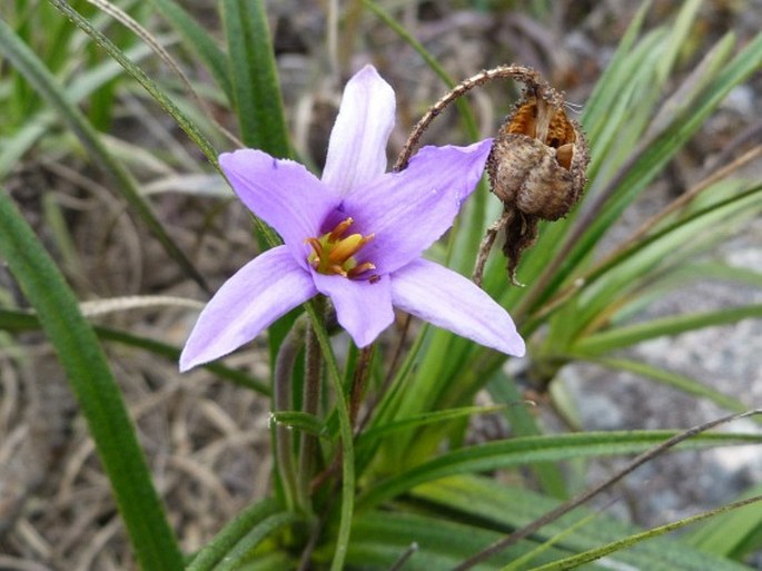 XEROPHYTA ANDRINGITRENSIS (H. Perrier) Phillipson et Lowry