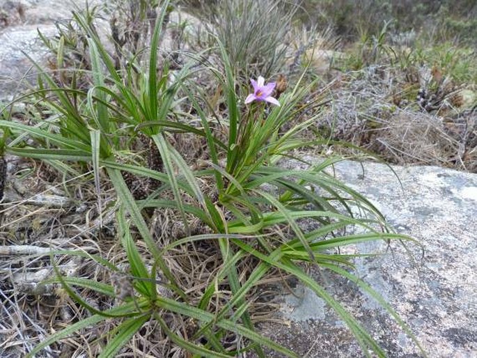 Xerophyta andringitrensis