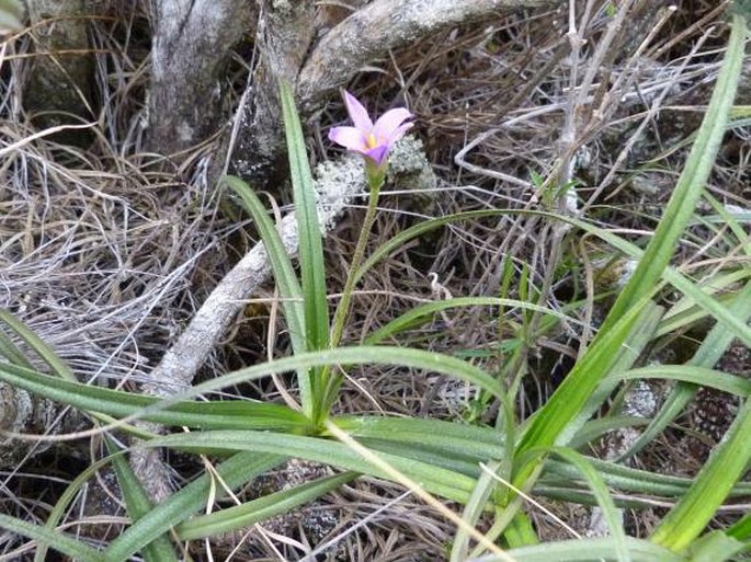 Xerophyta andringitrensis