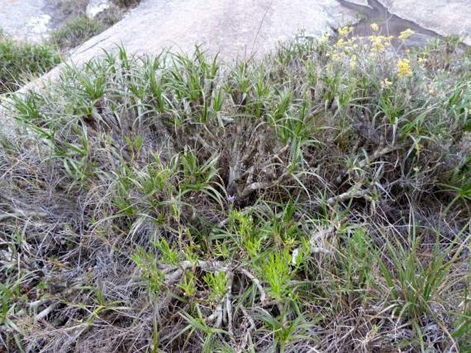 Xerophyta andringitrensis