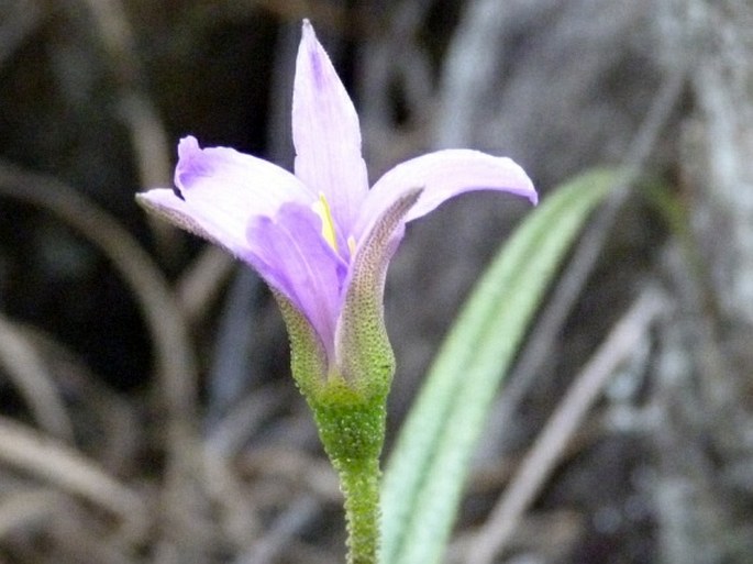 Xerophyta andringitrensis