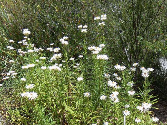 Xerochrysum papillosum