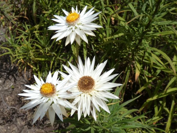 Xerochrysum papillosum