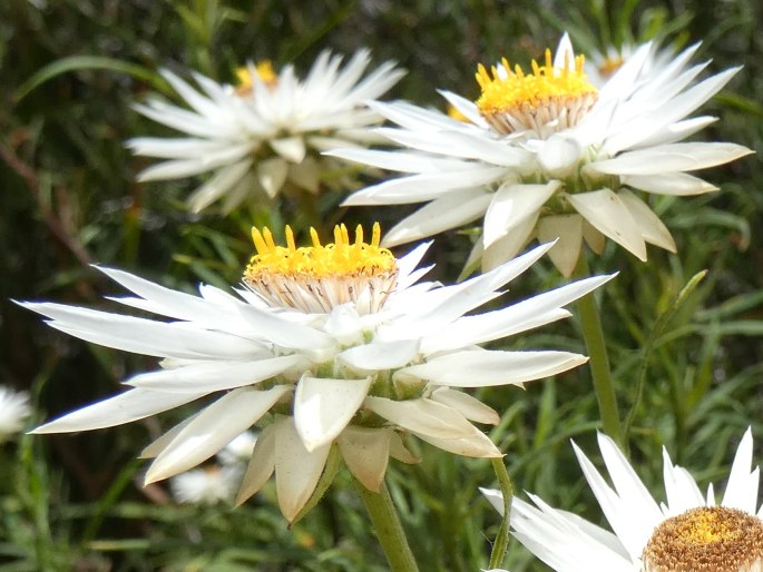 Xerochrysum papillosum