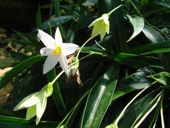 Talbotia elegans