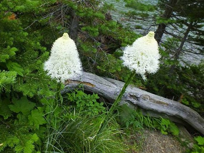 XEROPHYLLUM TENAX (Pursh) Nutt.