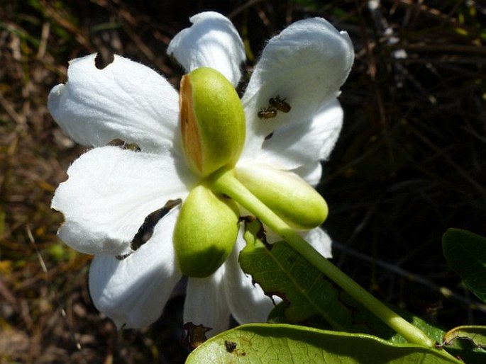 Xylotheca kraussiana