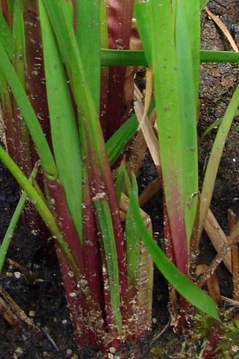 Xyris laxifolia