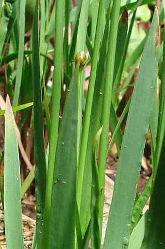 Xyris laxifolia