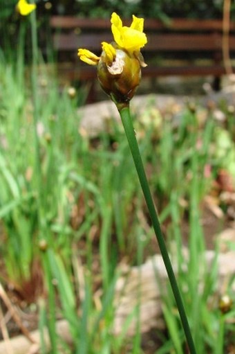 Xyris laxifolia