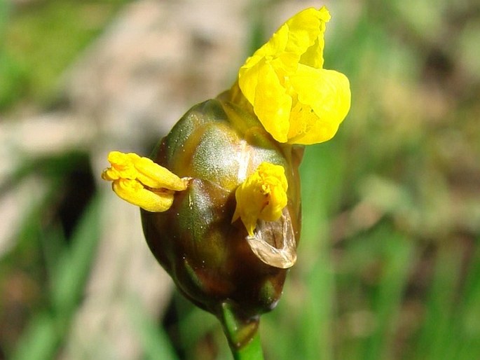 Xyris laxifolia